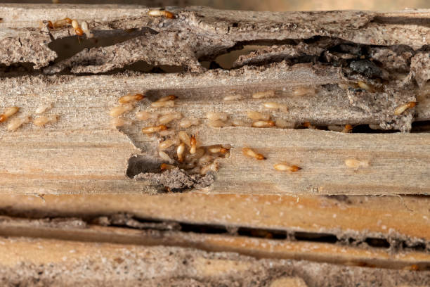 Professional Pest Control in Hollywood, SC
